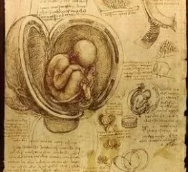 da vinci studies of embryos luc viatour
