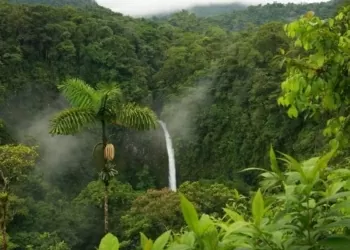 tropikal ekvatoral yagmur ormanlari
