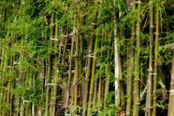 bambu-agaci