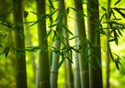 bambu-bitkisi