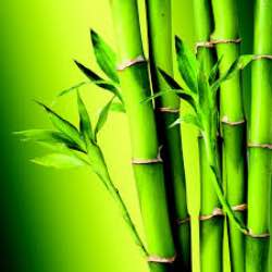 bambu-nedir-ozellikleri-nelerdir
