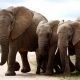 Fil hakkında genel bilgiler filler nasıl uyur
