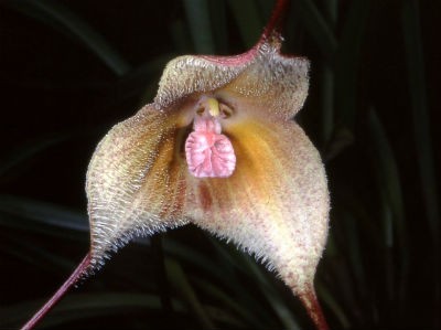 orkide-3