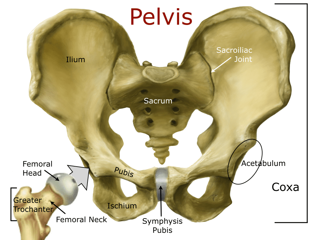 pelvis orig