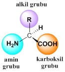 proteinlerin-yapi-tasi-aminoasitler-1