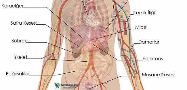Karın bölgesindeki organlar