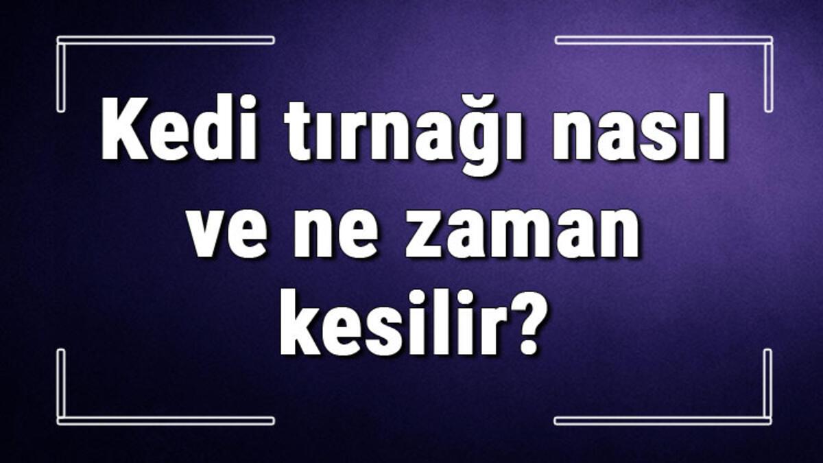 Kedi tırnağı nasıl ve ne zaman kesilir? Normal makasla yavru kedi tırnağı kesimi..