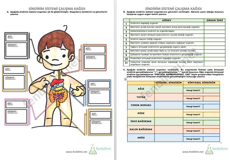 Sindirim Sistemi Çalışma Kağıdı | Sindirim sistemi, Çalışma, Okuma