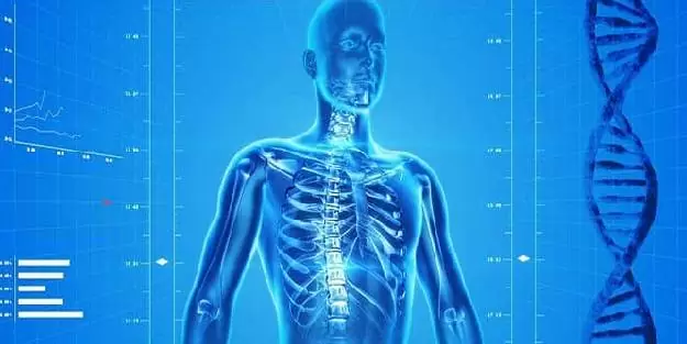 İnsan vücudunda kaç kemik vardır?