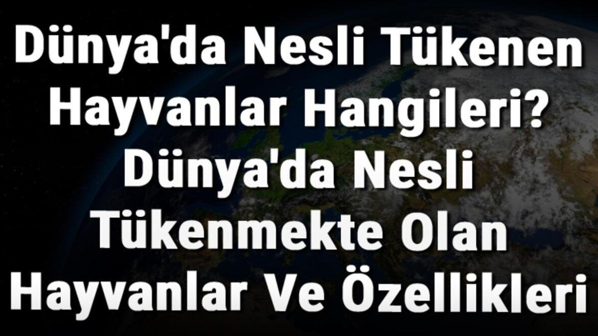 Dünya'da Nesli Tükenen Hayvanlar Hangileri? Dünya'da Nesli Tükenmekte Olan Hayvanlar Ve Özellikleri