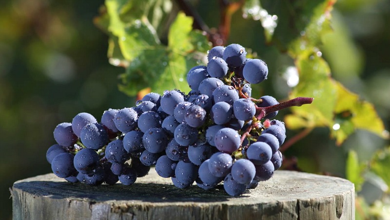 6-cabernet-franc-saraplik-uzum-cesitleri.jpg