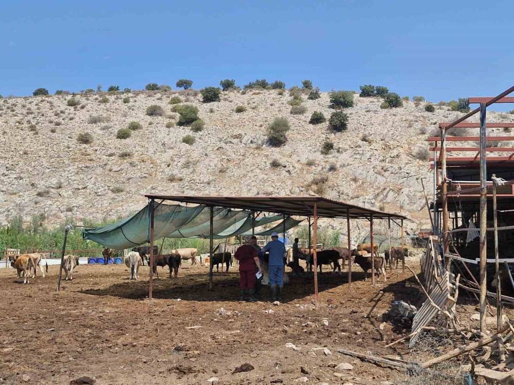 Aydın’da şap hastalığına karşı yoğun mücadele