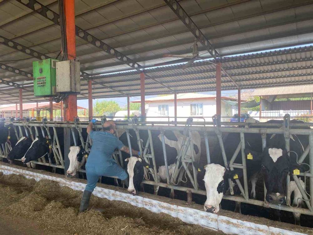 Aydın’da şap hastalığına karşı yoğun mücadele