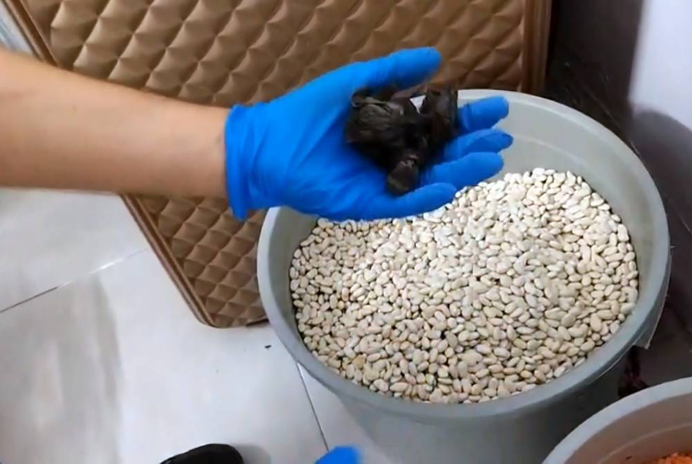 Kilerdeki sır fasulye kovasında bulundu