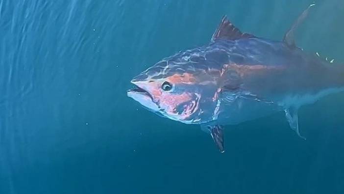 Türkiye yakalıyor, Japonya ve Güney Kore yiyor
