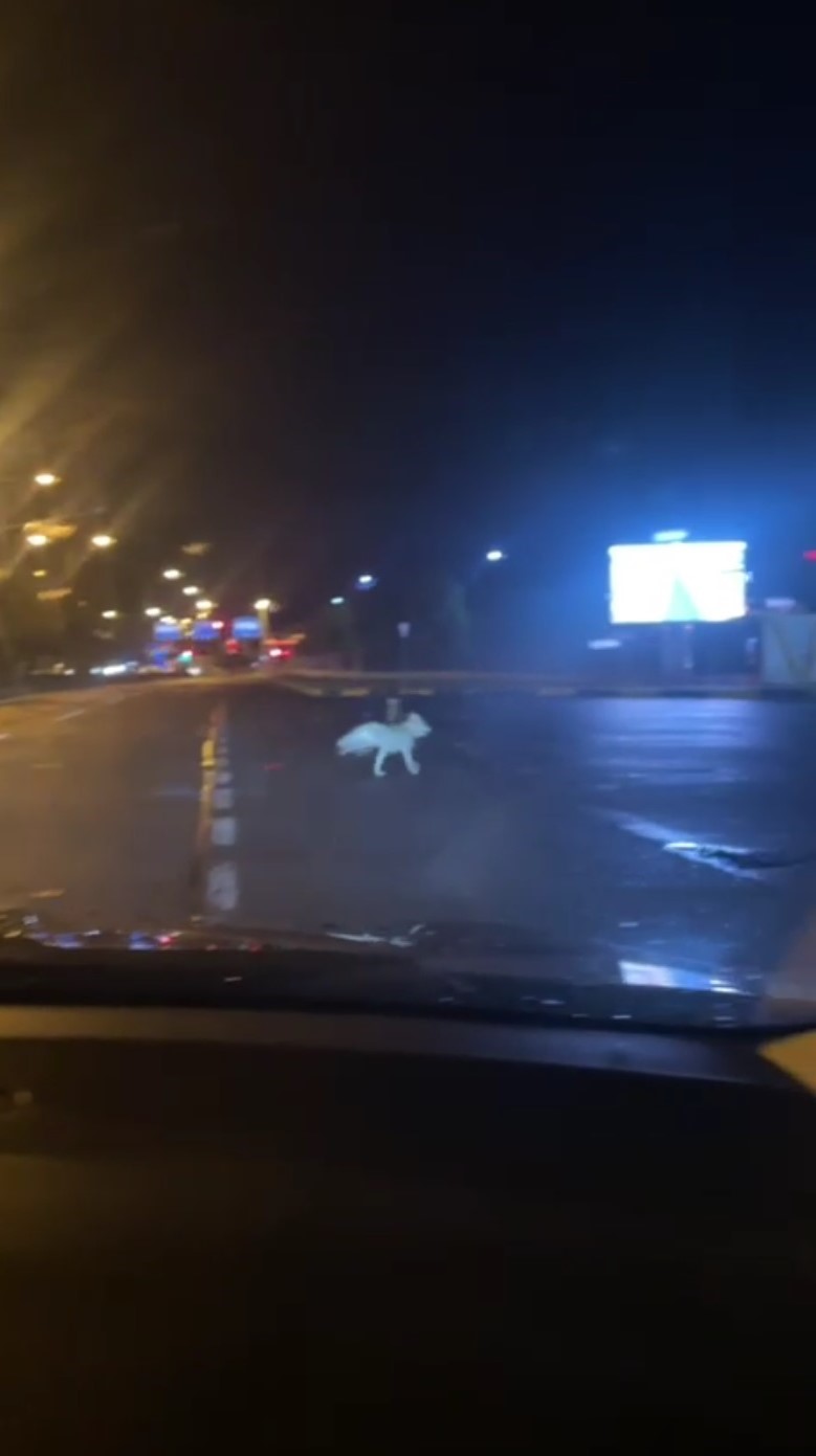 ehir-merkezinde-kurt-panigi-ipler-dikkat-cekti-yenicag-2.jpg