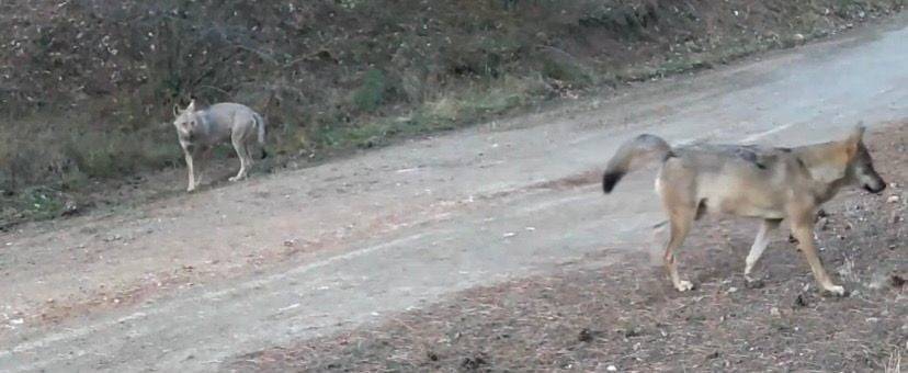 Ormanda yiyecek arayan kurtlar fotokapana yakalandı!