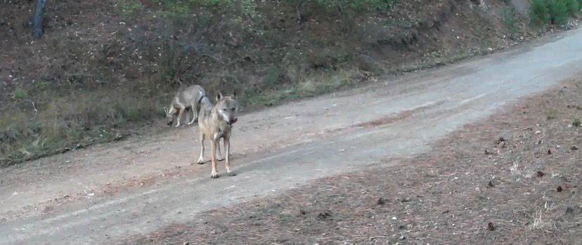 Ormanda yiyecek arayan kurtlar fotokapana yakalandı!
