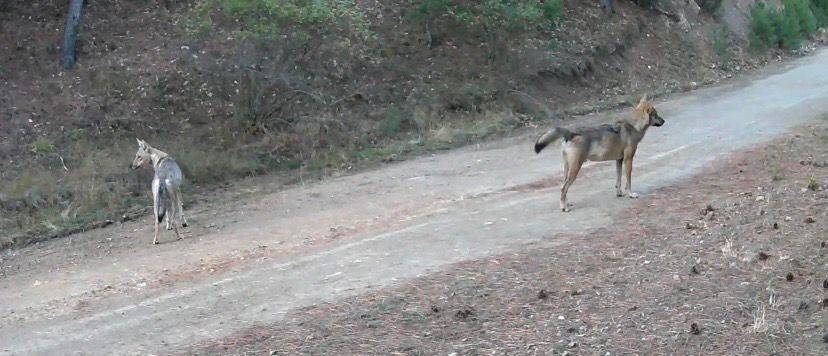 Ormanda yiyecek arayan kurtlar fotokapana yakalandı!