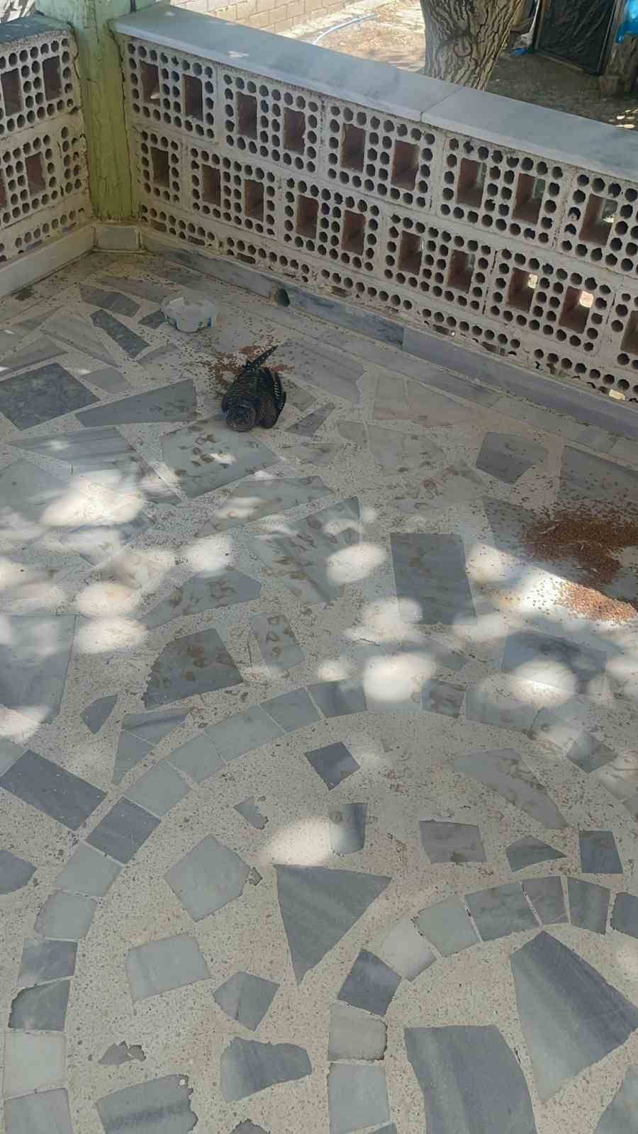 Yaralı ebabil kuşuna itfaiyeden şefkat eli