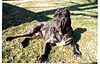 Cannon - Male Neapolitan Mastiff 1998.jpeg