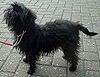 Affenpinscher.jpg