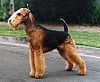 Airedale Terrier.jpg