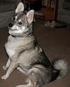 Standard Alaskan Klee Kai.jpg