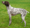 GermanShorthPtr wb.jpg