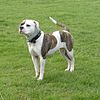 American Bulldog 600.jpg