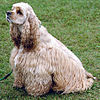 AmericanCockerSpaniel wb.jpg