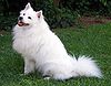 American Eskimo Dog.jpg