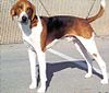 AmericanFoxhound2.jpg