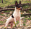 Americantoyterrier.jpg