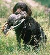 American water spaniel 01.jpg