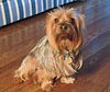 Australian Silky Terrier.jpg