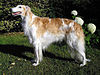 Borzoi female.jpg