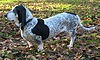 Basset bleu de Gascogne.jpg