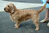 Basset Fauve de Bretagne 600.jpg