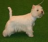 West highland white terier 454.jpg