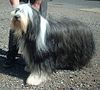 Bearded Collie 600.jpg