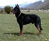 Beauceron Mouton2.jpg