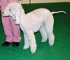 Bedlington terrier 234.jpg