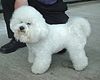 Bichon Frise 600.jpg