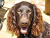 Boykin spaniel.jpg