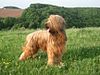 Aramis-briard.JPG