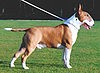 Bull terrier 2.jpg