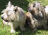 Cairn-terriers.jpg