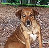 Catahoula Bulldog red tan.jpg