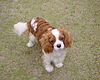 Cavalier-king-charles-spaniels.jpg